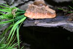 DSC_6878.JPG